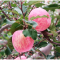 Sweet heart red Fuji fresh fruit without wax